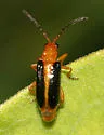 Phyllobrotica limbata - Phyllobrotica limbata