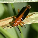 Phyllobrotica limbata - photo 2