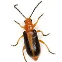 Phyllobrotica limbata - photo 4