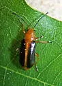 Phyllobrotica limbata - photo 5