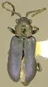 Phyllobrotica nigripes - Phyllobrotica nigripes