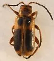 Phyllobrotica nigritarsis