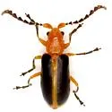 Phyllobrotica physostegiae - photo 2