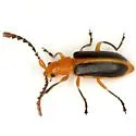 Phyllobrotica physostegiae - photo 3