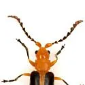 Phyllobrotica physostegiae - photo 4