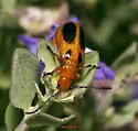Phyllobrotica sororia - photo 2