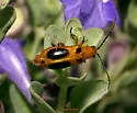 Phyllobrotica sororia - photo 3