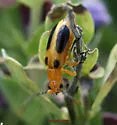 Phyllobrotica sororia - photo 4