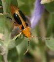 Phyllobrotica sororia - photo 5