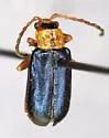 Phyllobrotica viridipennis