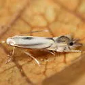 Phyllocnistis ampelopsiella - Hodges#0844