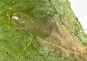 Phyllocnistis ampelopsiella - Hodges#0844 - photo 3