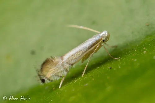 Phyllocnistis citrella