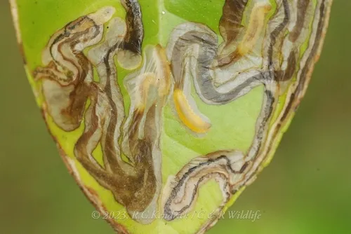 Phyllocnistis citrella - photo 4