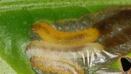 Phyllocnistis citrella - photo 5