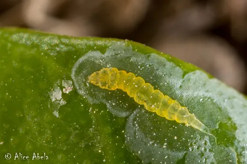 Phyllocnistis citrella - photo 6