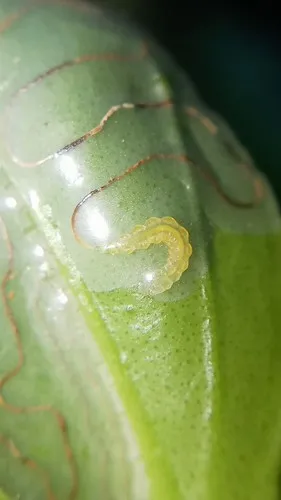 Phyllocnistis citrella - photo 7