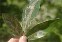 Phyllocnistis hyperpersea - Hodges#0845.1 - photo 4
