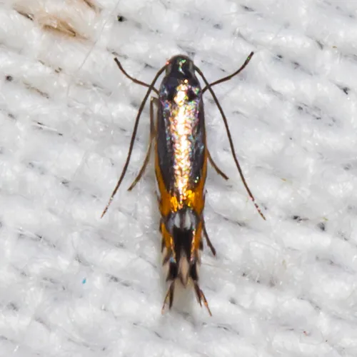Phyllocnistis insignis - Hodges#0846 - photo 7