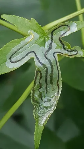 Phyllocnistis liquidambarisella - Hodges#0848