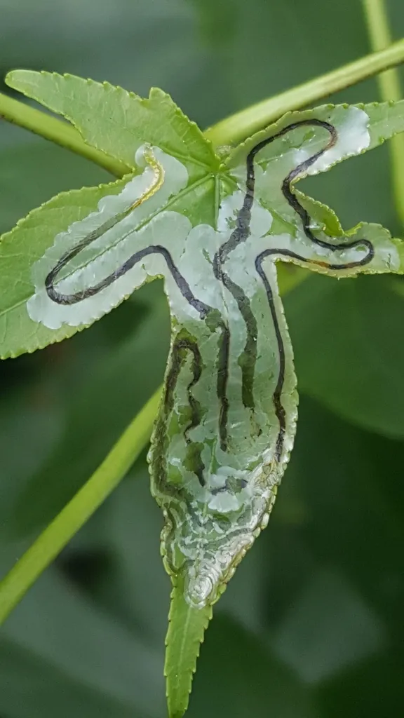 Phyllocnistis liquidambarisella - Hodges#0848 - photo 2