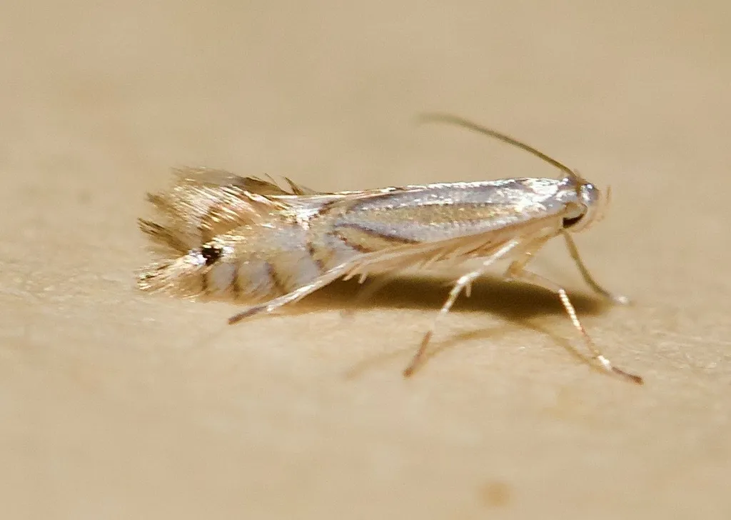 Tulip Tree Leaf Miner - photo 2