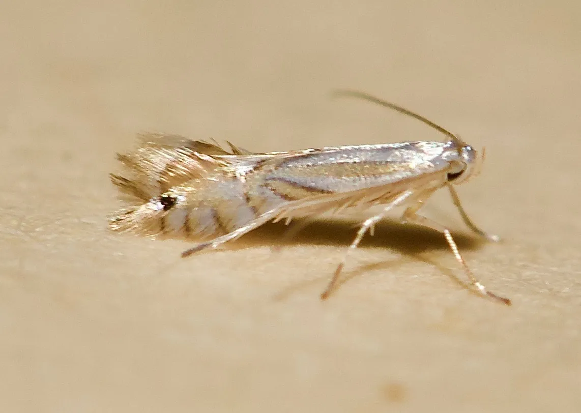 Tulip Tree Leaf Miner - photo 3