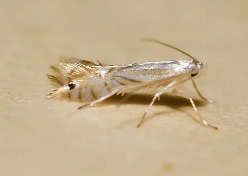 Tulip Tree Leaf Miner - photo 4