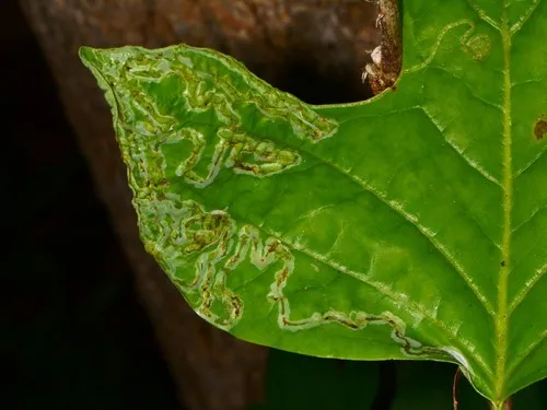 Tulip Tree Leaf Miner - photo 5
