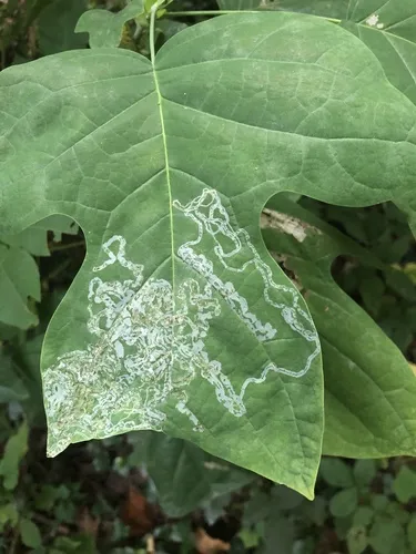 Tulip Tree Leaf Miner - photo 6
