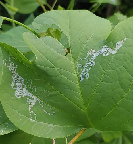 Tulip Tree Leaf Miner - photo 7