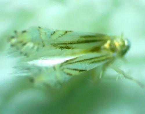 Tulip Tree Leaf Miner - photo 8