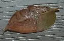 Phyllocnistis meliacella - Hodges#0851.1