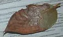 Phyllocnistis meliacella - Hodges#0851.1 - photo 2