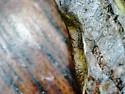 Phyllocnistis meliacella - Hodges#0851.1 - photo 4