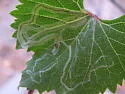 Phyllocnistis occidentalis