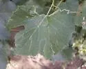 Phyllocnistis occidentalis - photo 2