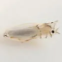 Phyllocnistis on-eubotrys-racemosa
