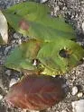 Phyllocnistis on-eubotrys-racemosa - photo 2