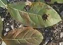 Phyllocnistis on-eubotrys-racemosa - photo 3