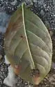 Phyllocnistis on-eubotrys-racemosa - photo 4