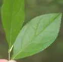 Phyllocnistis on-eubotrys-racemosa - photo 5
