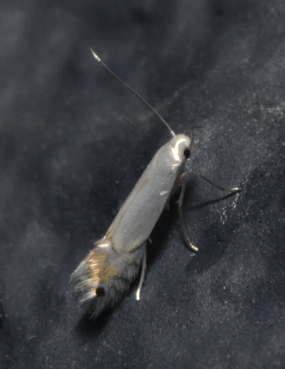 Aspen Serpentine Leafminer Moth - photo 3