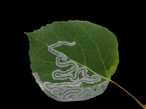 Aspen Serpentine Leafminer Moth - photo 5