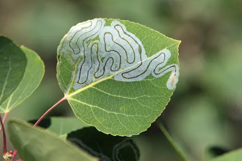 Aspen Serpentine Leafminer Moth - photo 6