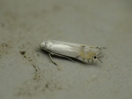 Aspen Serpentine Leafminer Moth - photo 8