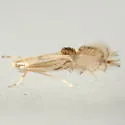 Phyllocnistis subpersea - Hodges#0852.1