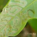 Phyllocnistis subpersea - Hodges#0852.1 - photo 2