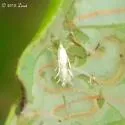 Phyllocnistis subpersea - Hodges#0852.1 - photo 3
