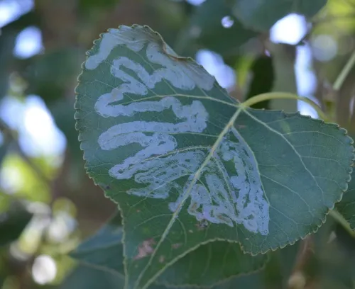 Phyllocnistis unipunctella